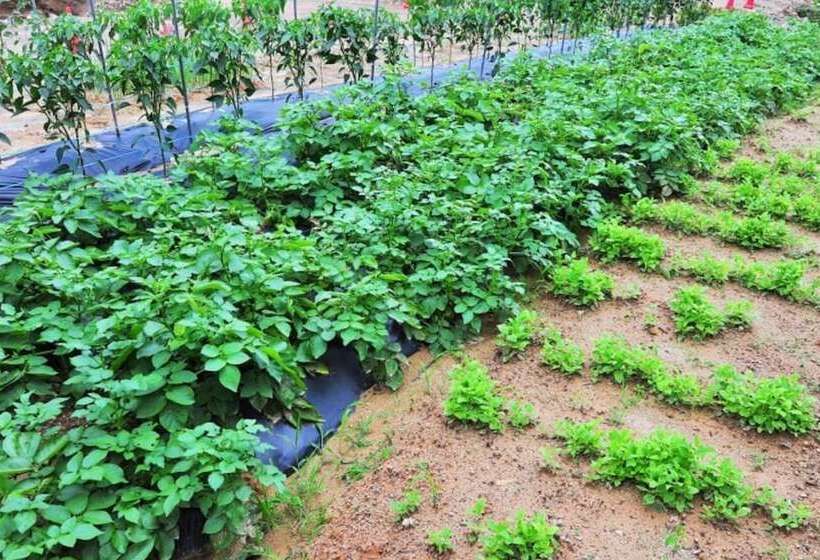 Inje Solbathwangto Pension