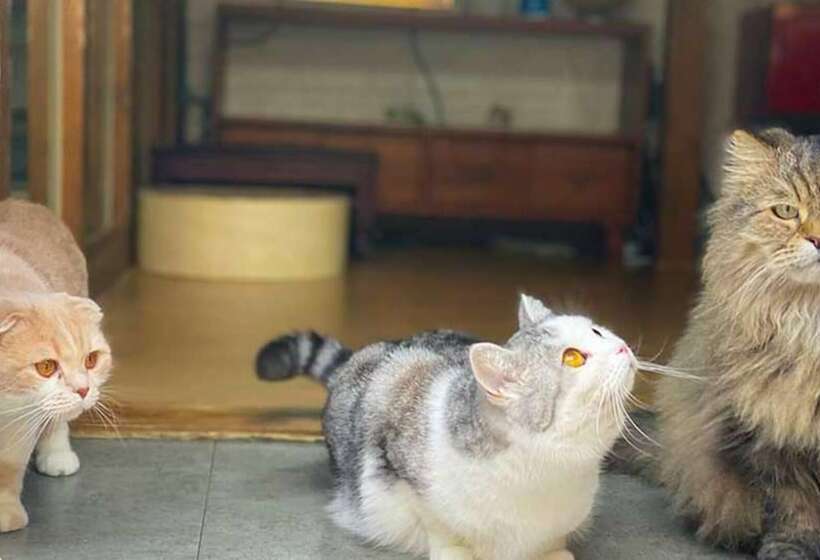 Pensió Gyeongju Shilla Moon Night Hanok Stay