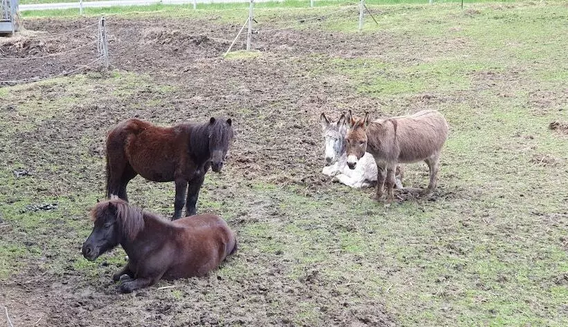 Majatalo Feriengut Zum Fürst´n
