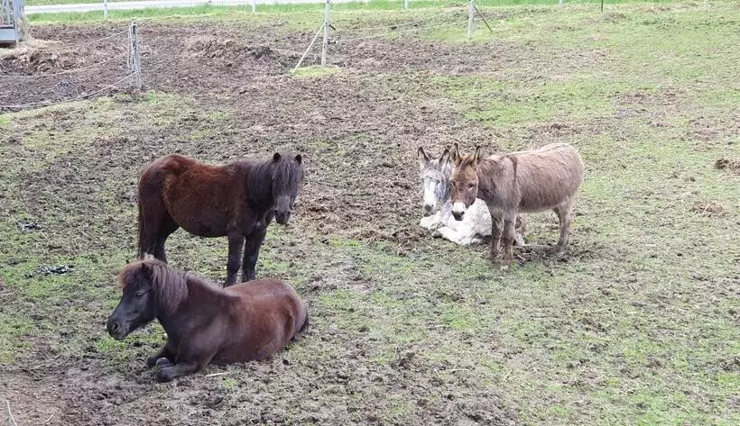 Majatalo Feriengut Zum Fürst´n