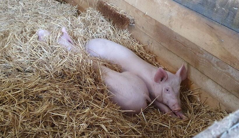 Pensione Feriengut Zum Fürst´n