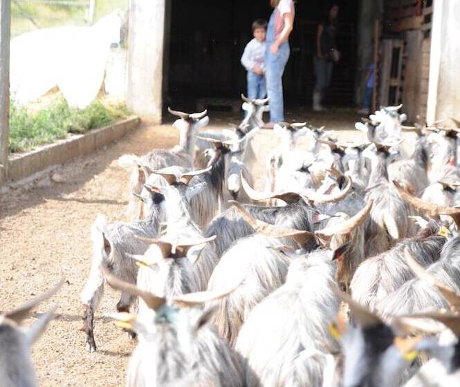 乡村酒店 Vumba House Of The Lizard