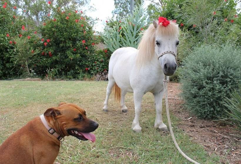 Отель Silver Wattle Caravan Park