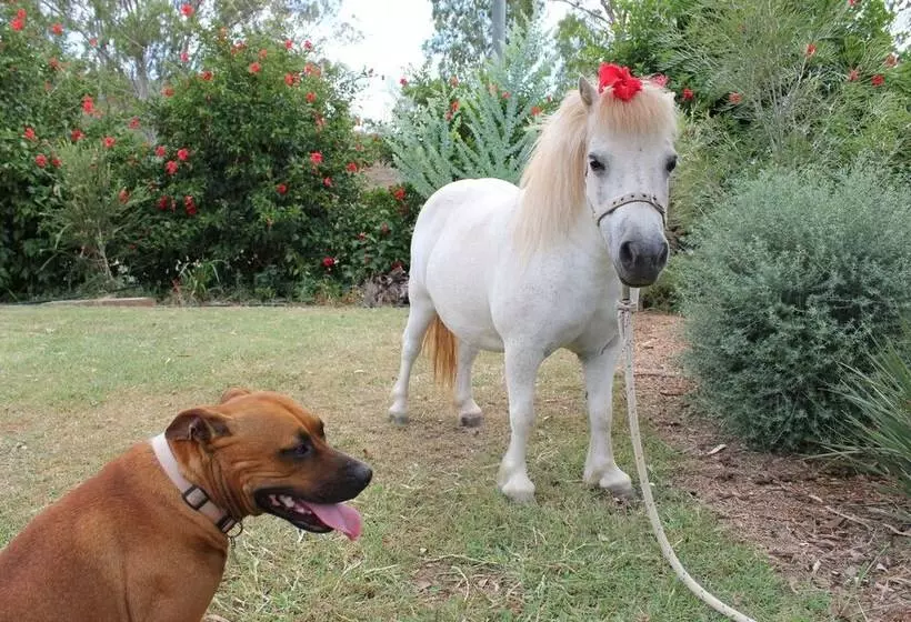 Hotelli Silver Wattle Caravan Park