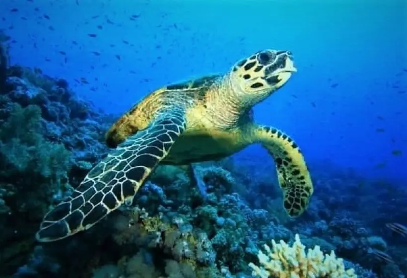 پانسیون Explore Island Inn