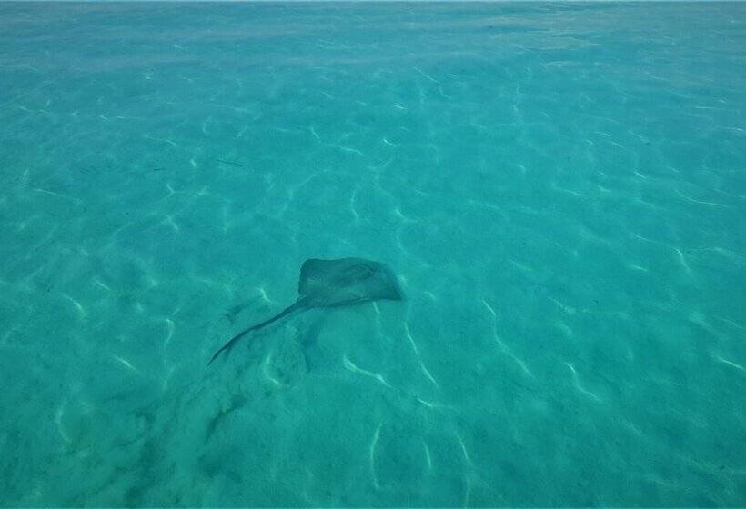 پانسیون Explore Island Inn