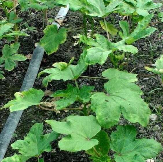 پانسیون Maple Feeling Vacation Farm