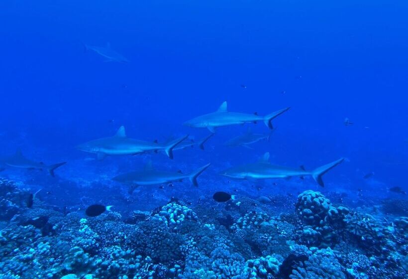 Pension Motu Aito Paradise