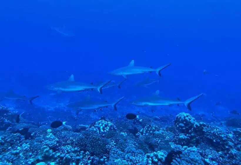 Pension Motu Aito Paradise