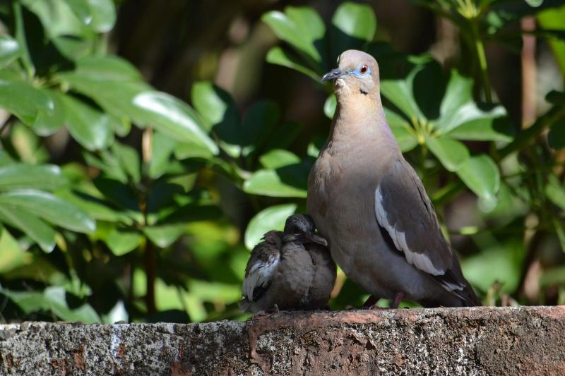 تختخواب و صبحانه Eden Atenas
