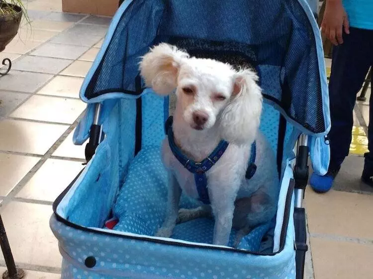 Aamiaismajoitus (B&B) Casa Artista Bnb Manzanillo