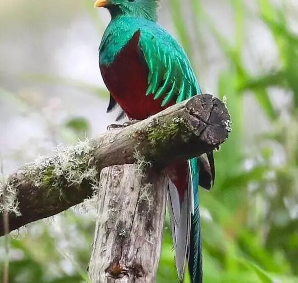 Iyok Ami Hostel Tours