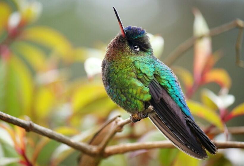 Iyok Ami Hostel Tours