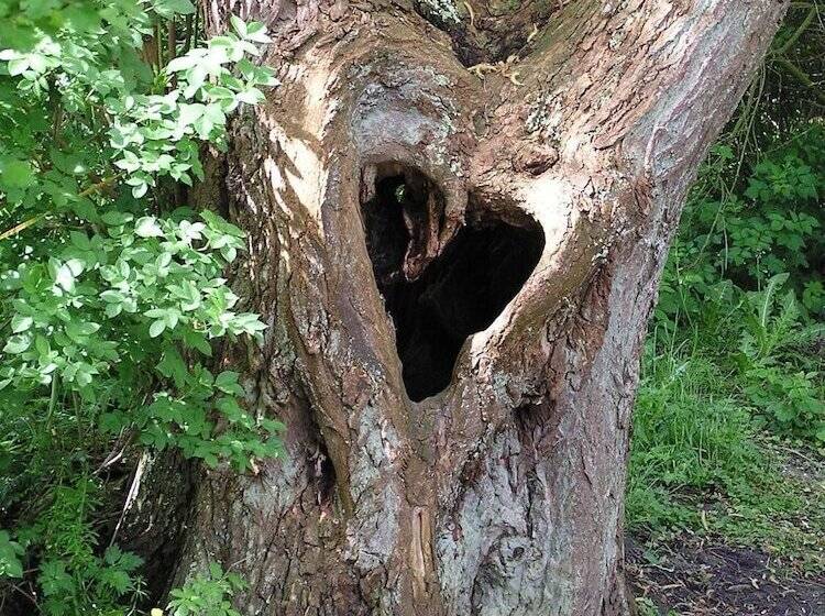 Отель Alte Schule Westerhever