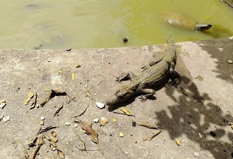 ホテル Macaw Jungle Expeditions