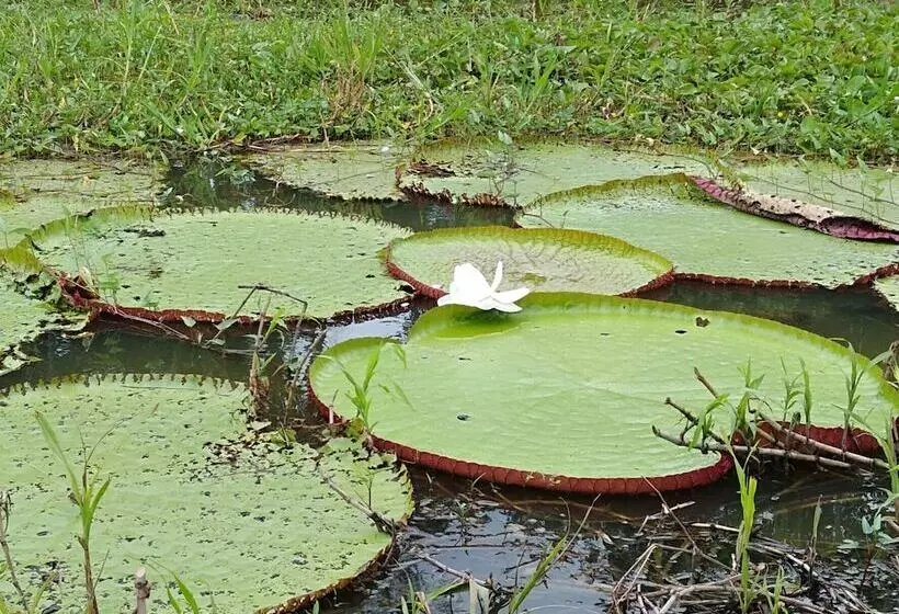 ホテル Macaw Jungle Expeditions