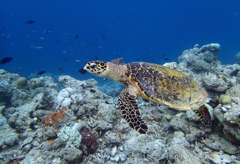 Pensione Wunderbar Inn