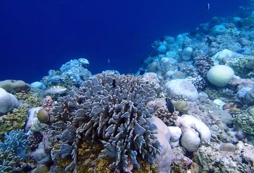 پانسیون Wunderbar Inn