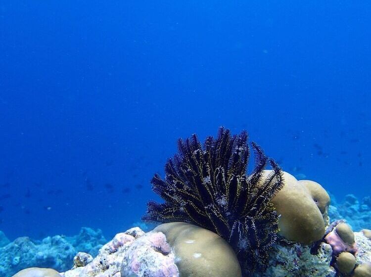 Pensione Wunderbar Inn