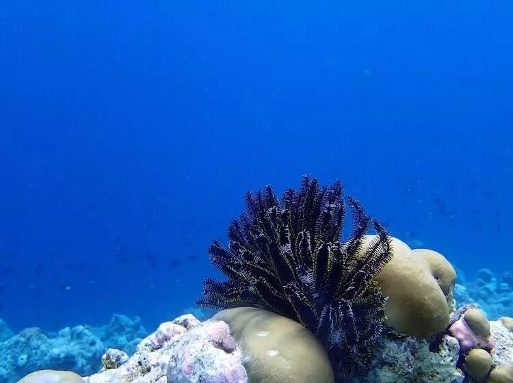 پانسیون Wunderbar Inn