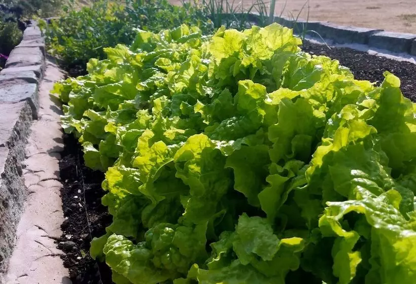 Som Hemma Gardscafe Bed & Breakfast