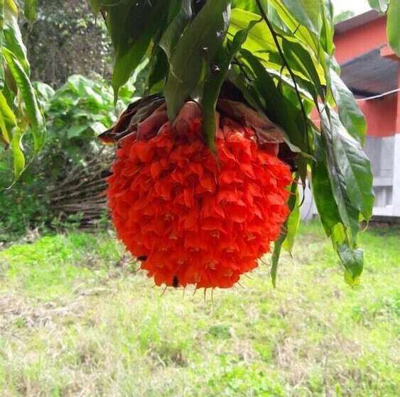 ホテル Finca Temática Cafetera Las Mercedes
