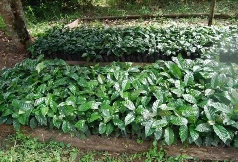 ホテル Finca Temática Cafetera Las Mercedes