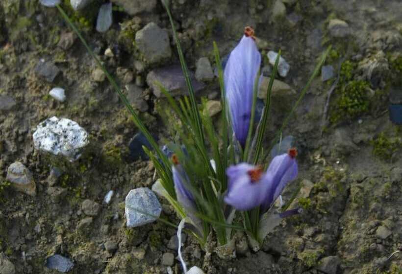 بنسيون Chambres D Hotes Au Vieux Logis