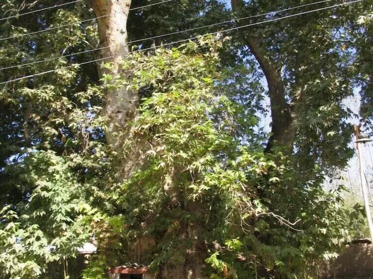 هتل Kitob Sayyoh   Campsite