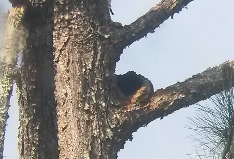 Отель Pousada Agatha Romagna