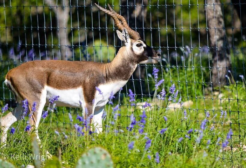 Cowboys And Angels Retreat