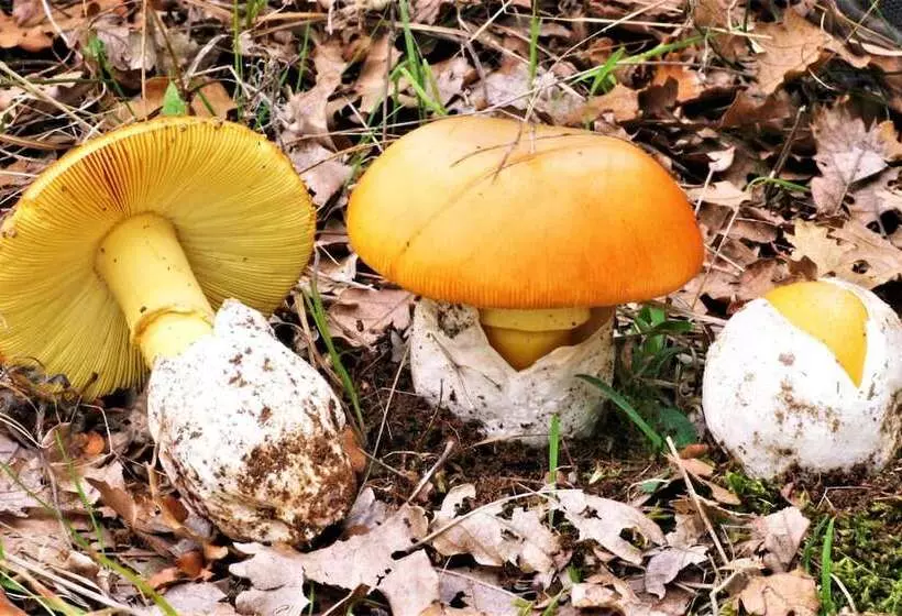 Majatalo Guesthouse Amanitis Caesarea