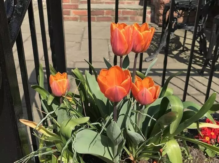 Majatalo Number 61 Guest House And Tea Room