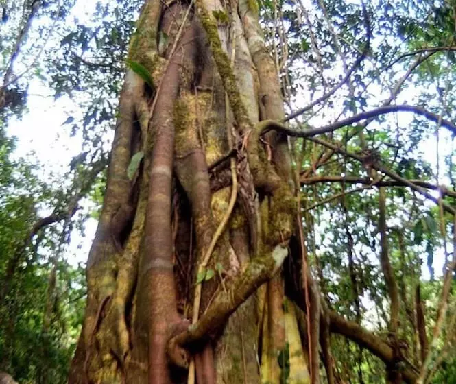 Hotelli Ecolodge Las Nubes Chiapas