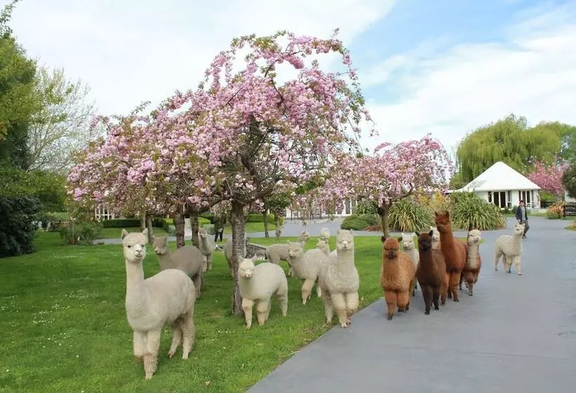 Maaseutuhotelli Silverstream Alpaca Farmstay & Tour