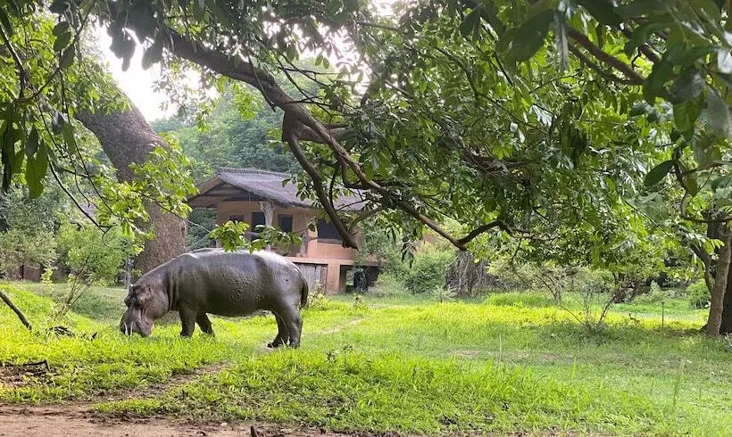 هتل Track And Trail River Camp