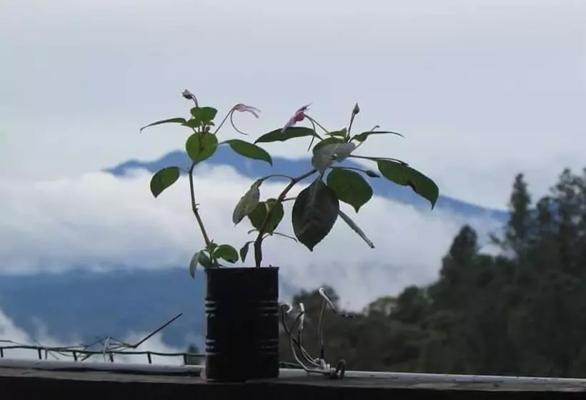 Roots Hostel