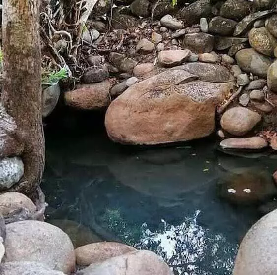 Roots Hostel