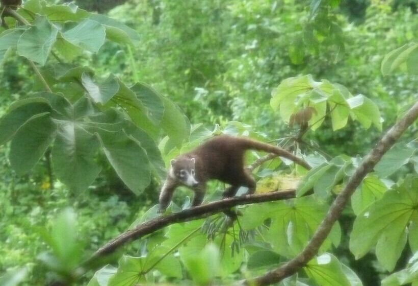 تختخواب و صبحانه Eden Tica Lodge