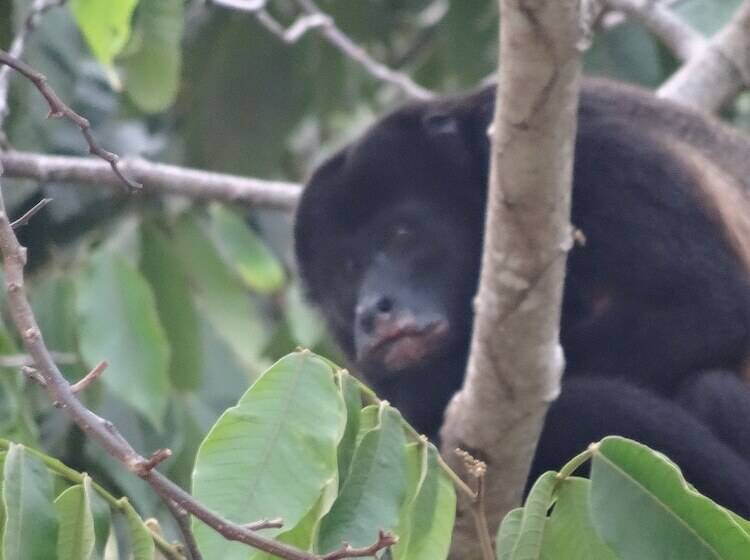 تختخواب و صبحانه Eden Tica Lodge