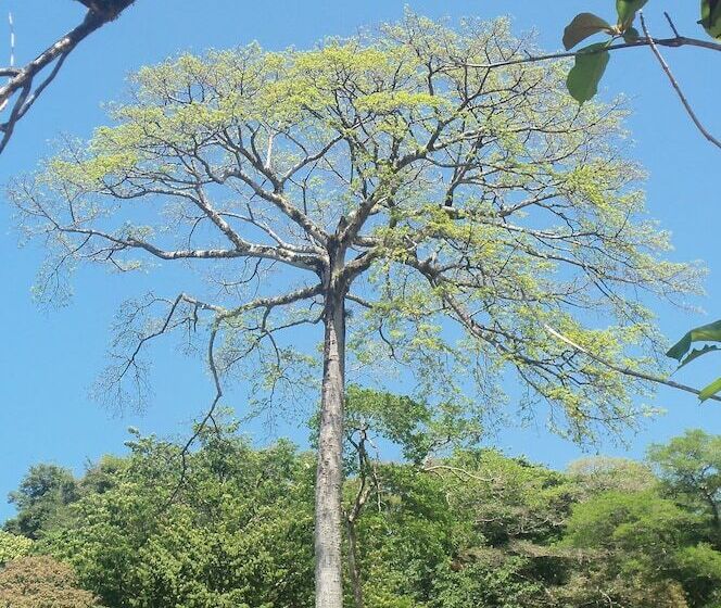 تختخواب و صبحانه Eden Tica Lodge