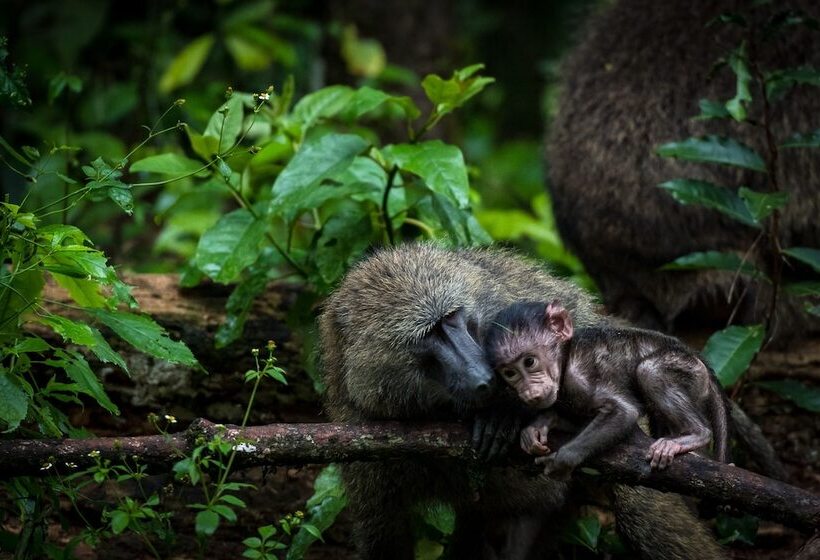 هتل Crater Safari Lodge