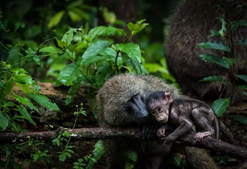 هتل Crater Safari Lodge