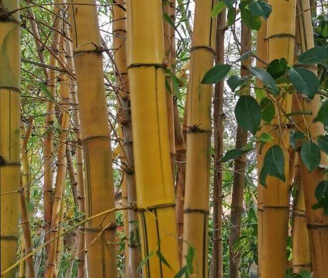 هتل Evergreen Retreat