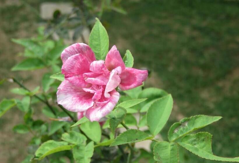 بنسيون Beach Lagoon Guesthouse