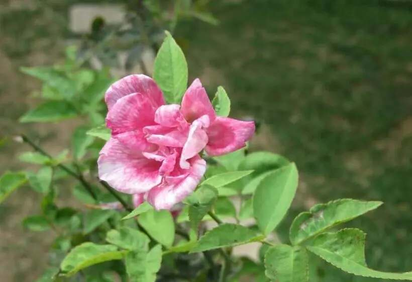 ペンション Beach Lagoon Guesthouse