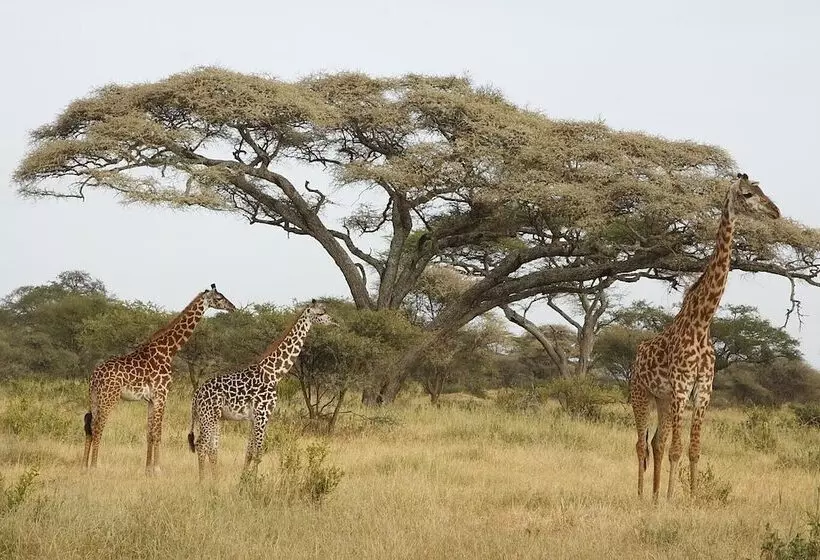 هتل Karatu Tented Lodge