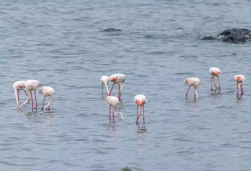 هتل Sentrim Elementaita Lodge