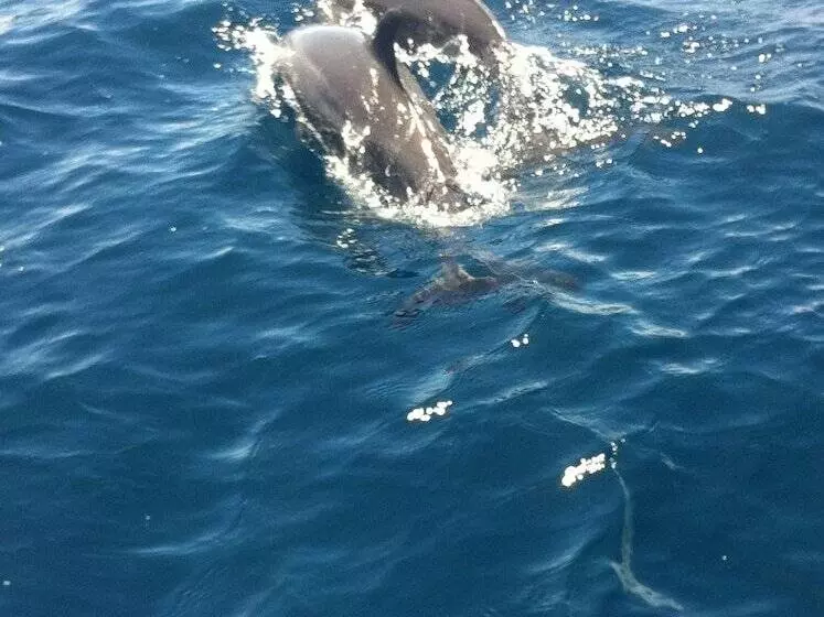 Auberge Hôtelière Ratu Kini Backpackers & Dive Resort