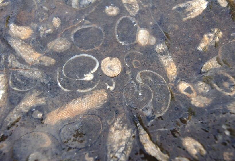 هتل Sahab Resort And Spa